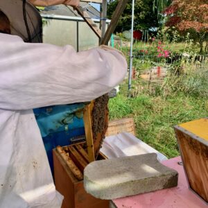 BEES - 6