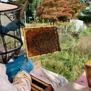 BEES - 7