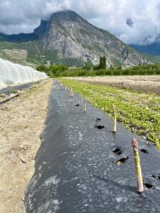 Plantation